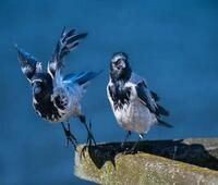 大象；voowneyrd quo；它有一个QHD显示器和3GB的内存 可以超过299美元 它运行视窗10手机